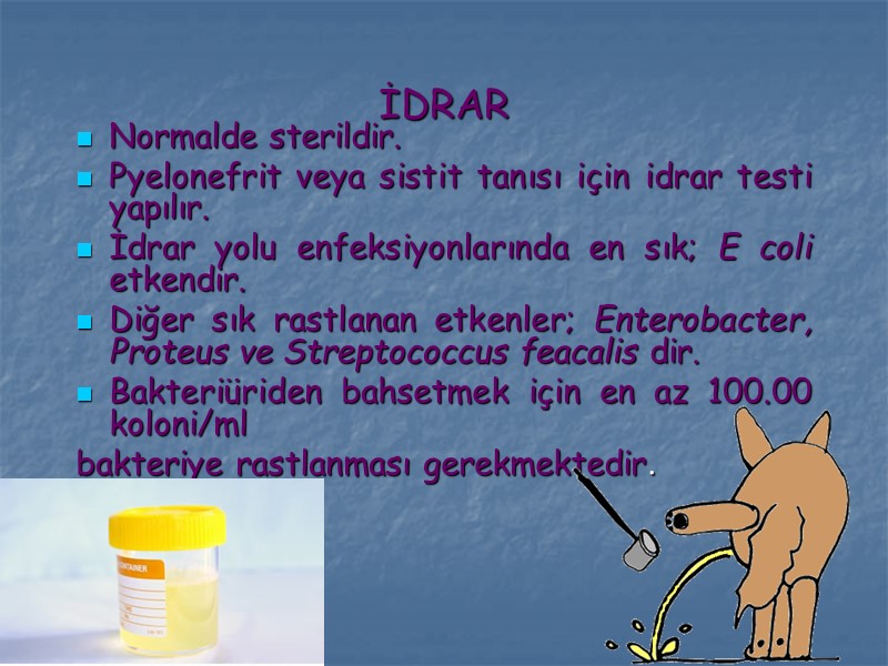 İDRAR Normalde sterildir. Pyelonefrit veya sistit tanısı için idrar testi yapılır. İdrar yolu enfeksiyonlarında
